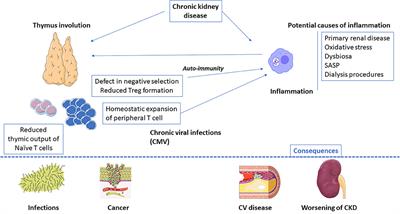 Frontiers | End-Stage Renal Disease-Related Accelerated Immune ...